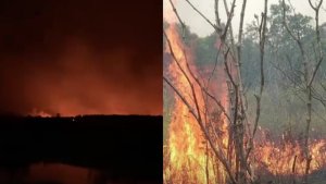 Lahan Kering dan Bergambut, Petugas Masih Berjibaku Padamkan Api di Taman Nasional Way Kambas